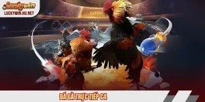 Đá gà trực tiếp C4