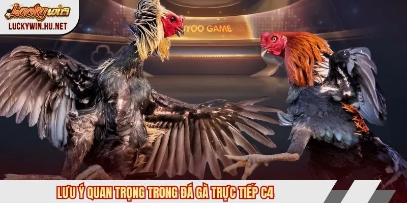 Lưu ý quan trọng trong đá gà trực tiếp C4