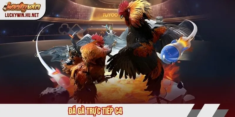 Đá gà trực tiếp C4